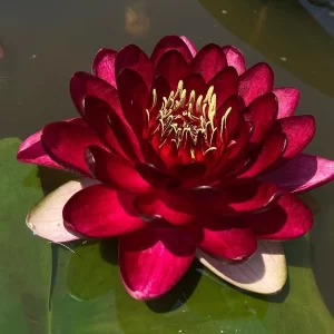 nymphaea perry's deepest red