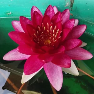 nymphaea perry's deepest red